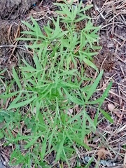 Cenolophium denudatum