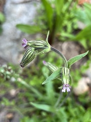 Silene uralensis