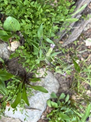 Silene uralensis