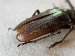 Prionus lecontei