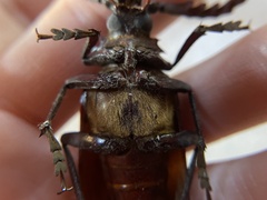 Prionus lecontei