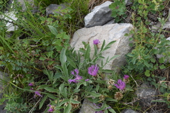 Psephellus sibiricus