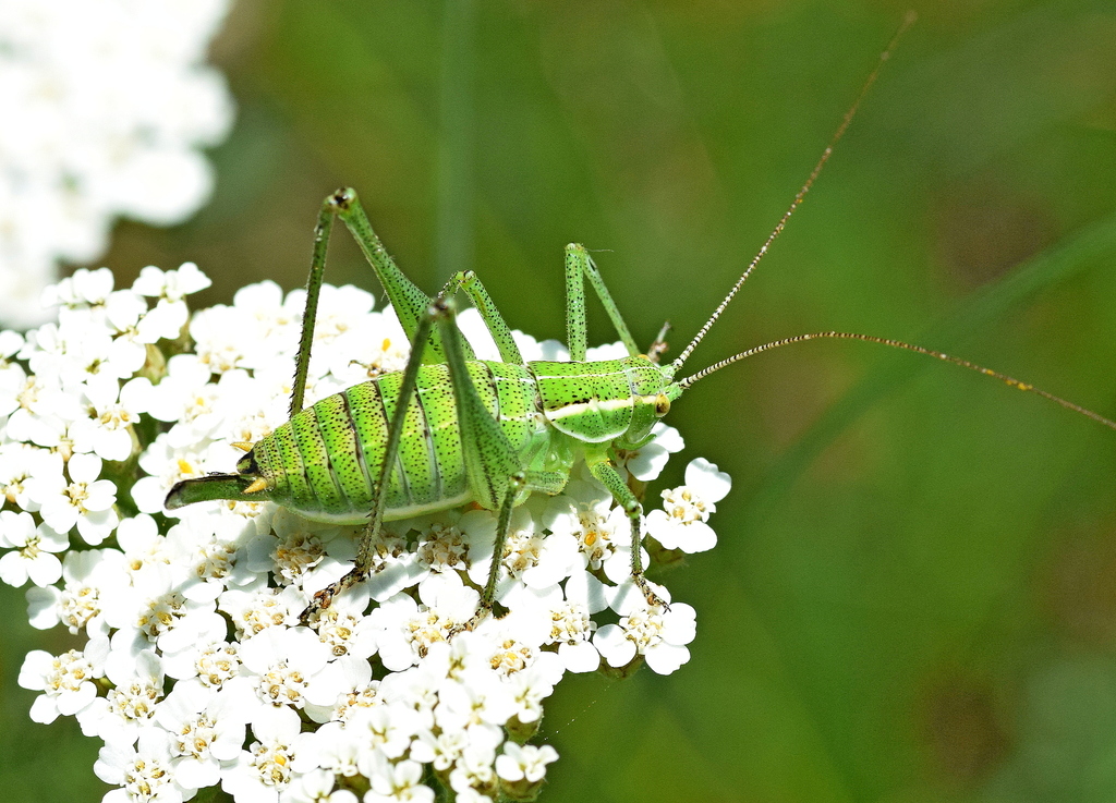 Ebner's Bright Bush-cricket