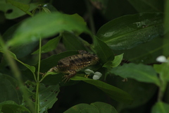 Sceloporus siniferus