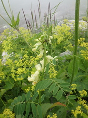 Vicia balansae