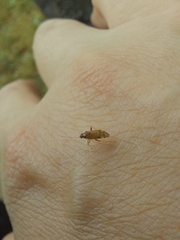 Pinalitus rubricatus