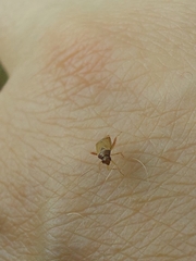 Pinalitus rubricatus