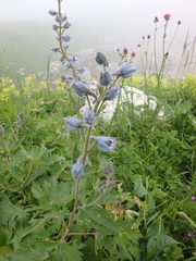 Delphinium speciosum