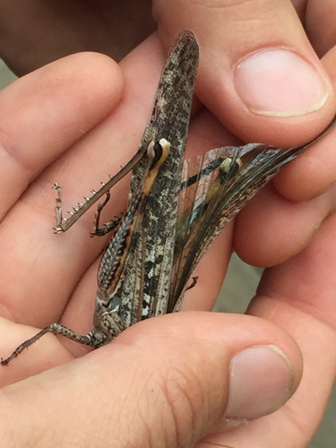 Gray Bird Grasshopper, photo 9 of 10
