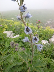Delphinium speciosum