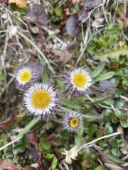 Erigeron eriocephalus