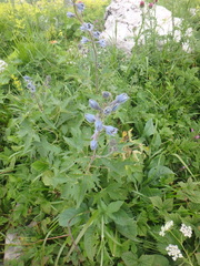 Delphinium speciosum