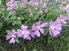 Malva thuringiaca