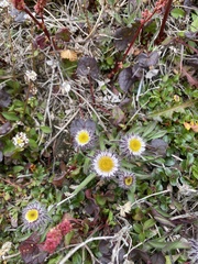 Erigeron eriocephalus