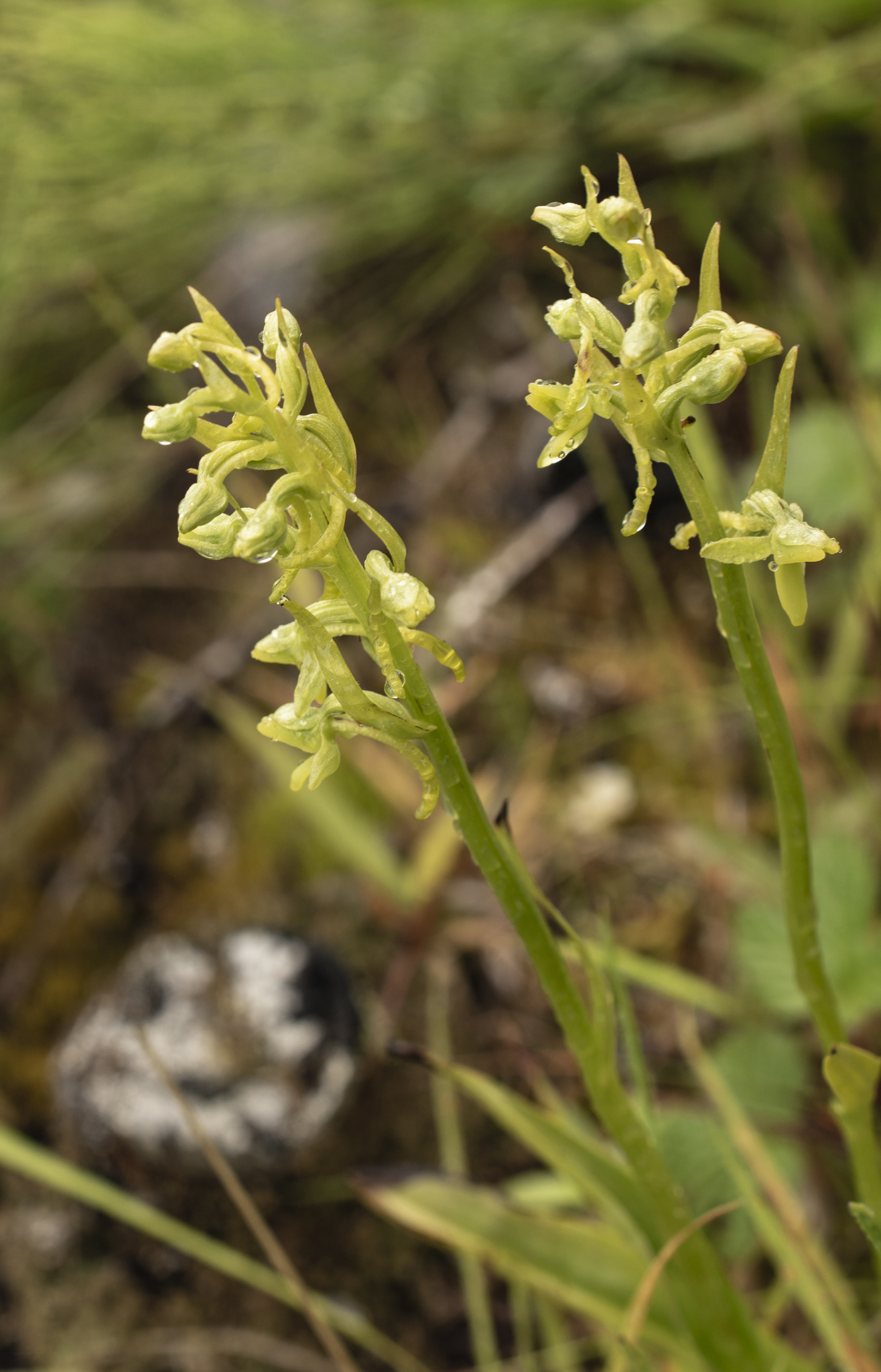 Platanthera tipuloides