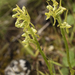 Platanthera tipuloides - Photo (c) Abi Woodbridge, μερικά δικαιώματα διατηρούνται (CC BY-NC), uploaded by Abi Woodbridge