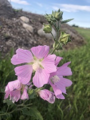 Malva thuringiaca
