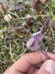 Erigeron eriocephalus