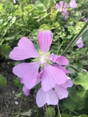 Malva thuringiaca