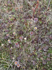 Erigeron eriocephalus