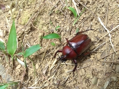 Trypoxylus dichotomus tsunobosonis