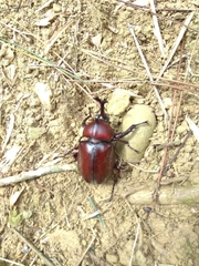 Trypoxylus dichotomus tsunobosonis