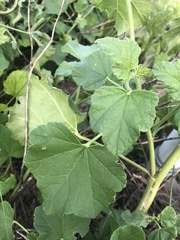 Malva thuringiaca