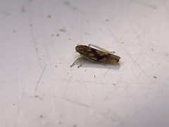 Erythroneura rubra