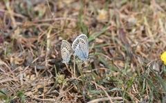 Plebejus argus corsicus