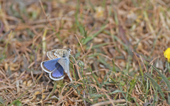 Plebejus argus corsicus