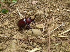 Trypoxylus dichotomus tsunobosonis