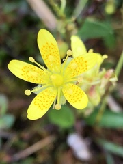 Saxifraga hirculus