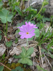 Primula algida