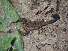 Tityus mattogrossensis