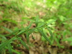 Galium uniflorum