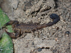 Tityus mattogrossensis