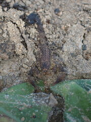 Tityus mattogrossensis