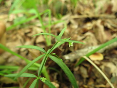 Galium uniflorum