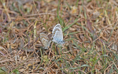 Plebejus argus corsicus