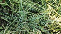 Festuca roemeri