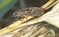 Nithecus jacobaeae