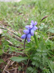 Muscari coeruleum