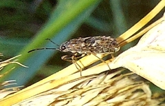 Nithecus jacobaeae
