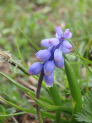 Muscari coeruleum