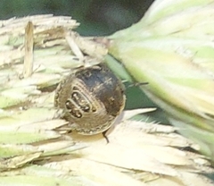 Eurygaster testudinaria