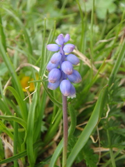 Muscari coeruleum