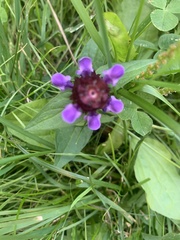 Prunella vulgaris