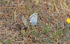 Plebejus argus corsicus