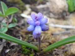 Muscari coeruleum