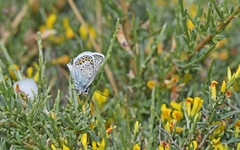 Plebejus argus corsicus